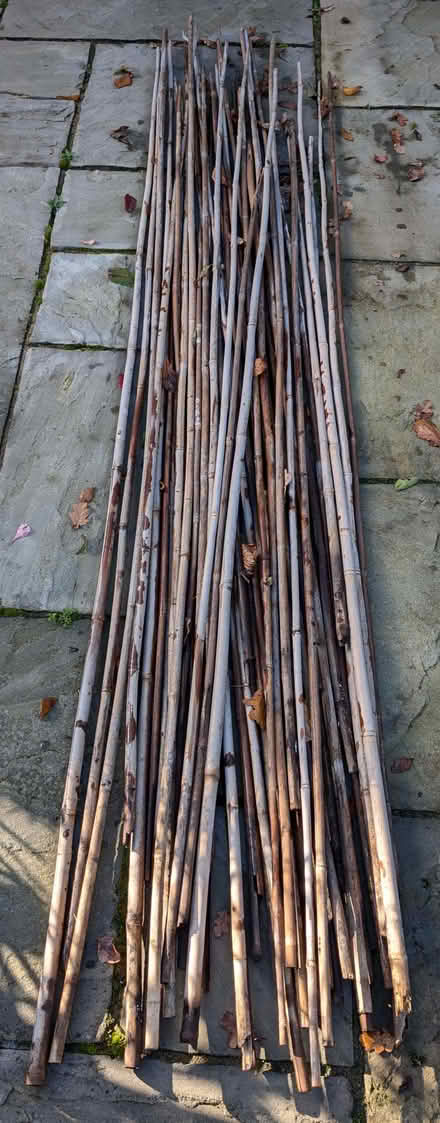 Photo of free 8ft (240cms) Bamboo Garden Canes x 50 (Wokingham RG40) #3