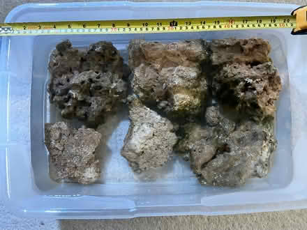 Photo of free Live Rock - for a saltwater aquarium (Hertford SG14) #3