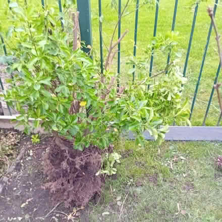 Photo of free Euonymus Variegated evergreen (Denton M34) #1
