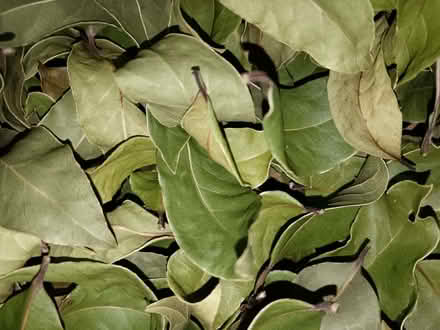 Photo of free Bay leaves for cooking (Spencers Wood RG7) #1