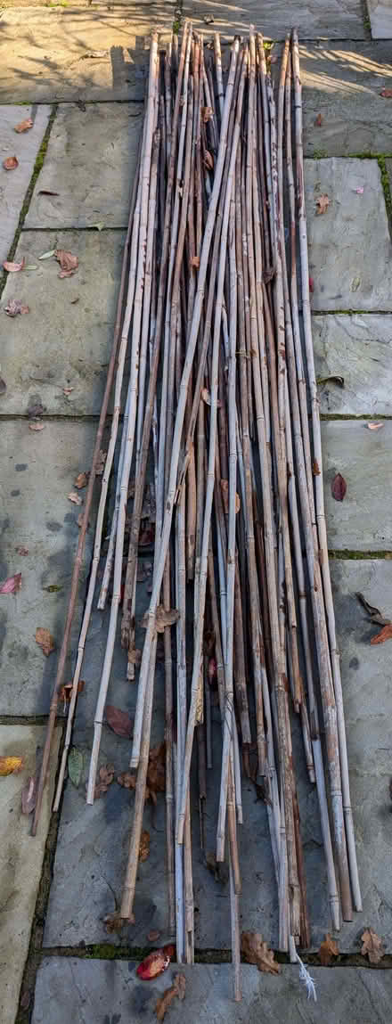 Photo of free 8ft (240cms) Bamboo Garden Canes x 50 (Wokingham RG40) #2