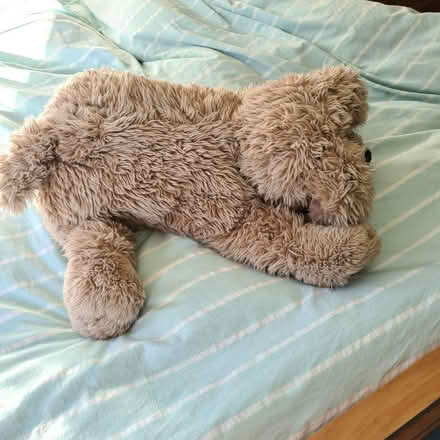 Photo of free Toy dog (Raynes Park SW20) #2