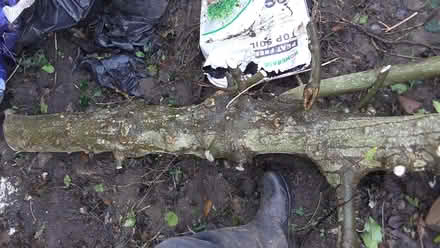 Photo of free logs (St Albans AL4) #2