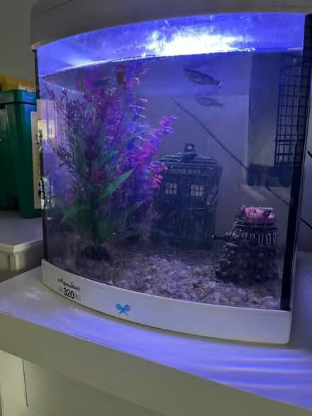 Photo of free Fish, or fish and tank (Chessington Surrey) #1