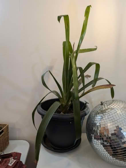 Photo of free Medium plants, need some love (N1 Highbury and Islington) #1