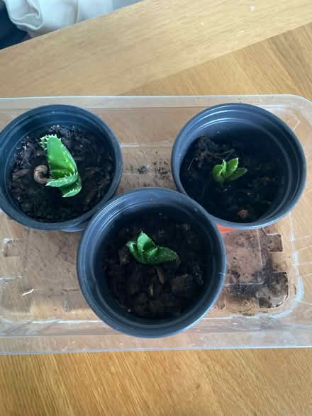 Photo of free 3 baby succulents (Abingdon OX14) #1
