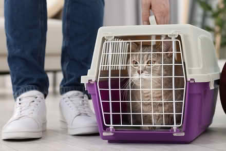 Photo of Cat carrier (leslieville) #1