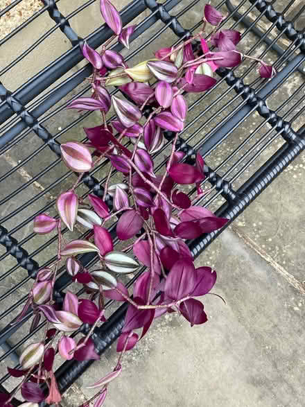 Photo of free House plant cuttings-Tradescantia (Beckenham BR3) #1