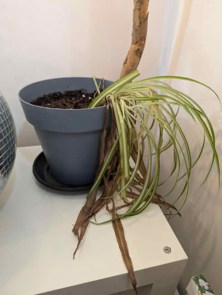 Photo of free Medium plants, need some love (N1 Highbury and Islington) #3