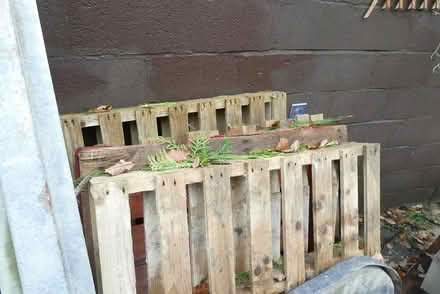Photo of free Pallets (Hope Valley, nr Minsterley SY5) #1