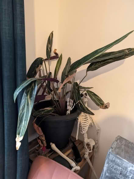 Photo of free Medium plants, need some love (N1 Highbury and Islington) #2