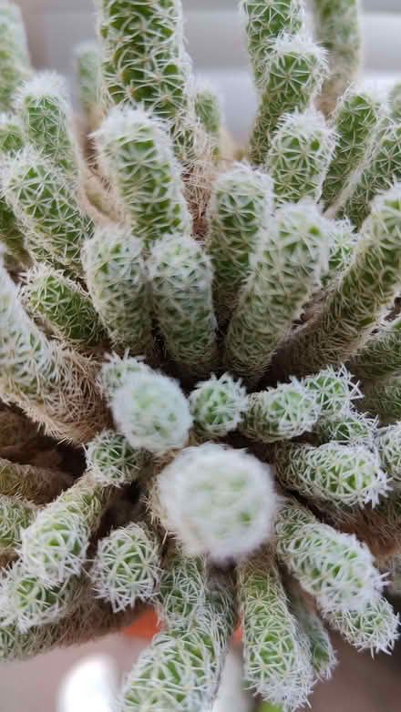 Photo of free Cacti (Bare LA4) #1