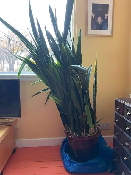 Photo of free Snake plant (Carrick Knowe EH12) #2