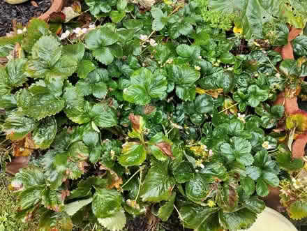 Photo of free Strawberry Plants (BS22 (Worle)) #1