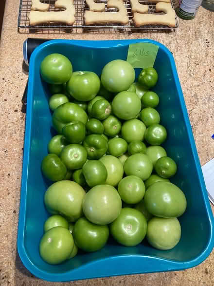 Photo of free Tomatilloes - 6 pounds (Groton, Hoyts Wharf Road) #1