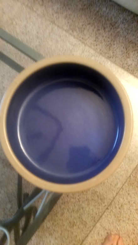 Photo of free Large Dog Feeding Bowls (Brampton) #1