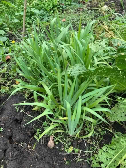 Photo of free Sisyrinchium striatum Plants (Maresfield Park TN22) #1