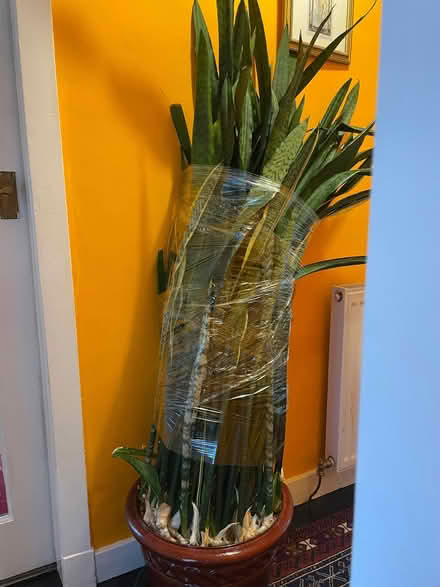 Photo of free Snake plant (Carrick Knowe EH12) #1