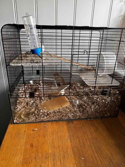 Photo of free 2 female gerbils, 2 years old. To a good home (South Newington OX15) #3