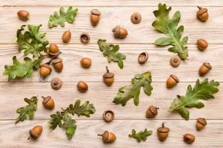 Photo of acorns (Westside B1) #1