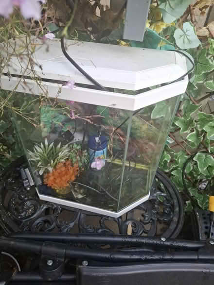 Photo of free Fish tank (Morley) #1
