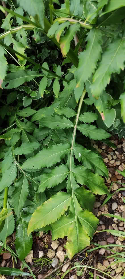 Photo of free Giant Scabius garden plant (Kimberley NG16) #3