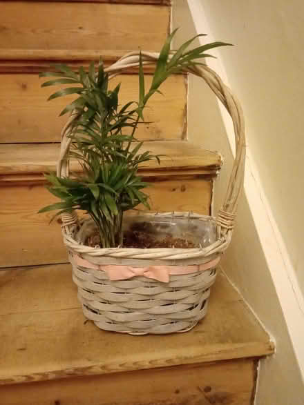 Photo of free Parlour Palm in a basket. (Kendal LA9) #2