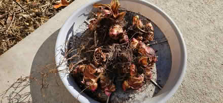 Photo of free Canna Bulbs (flowers) (batch 2) (Highlands, NJ) #1