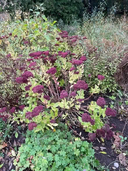 Photo of free Sedum (WR13 Berrow) #1