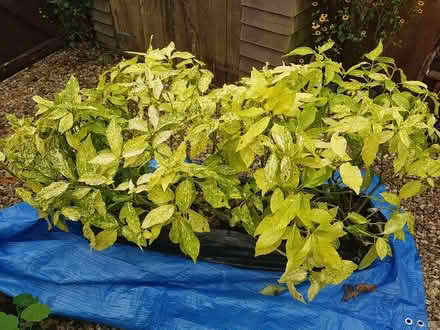 Photo of free Aucuba japonica mature plants (France Lynch, Chalford Hill) #2