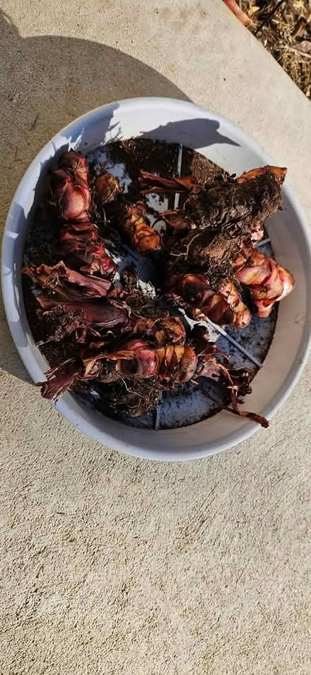 Photo of free Canna Bulbs (flowers) (Highlands, NJ) #1