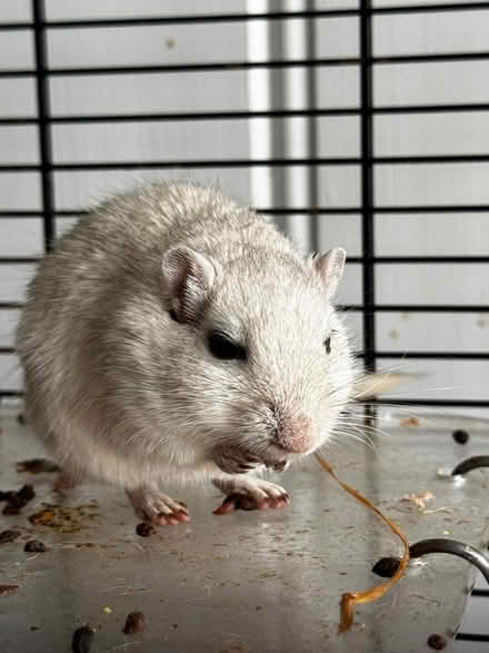 Photo of free 2 female gerbils, 2 years old. To a good home (South Newington OX15) #2