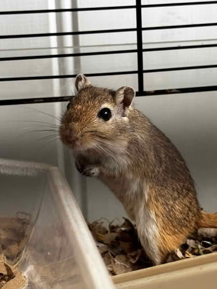 Photo of free 2 female gerbils, 2 years old. To a good home (South Newington OX15) #1