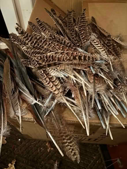 Photo of free Pheasant & Partridge feathers (Strood ME2) #2