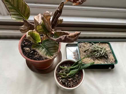 Photo of free Plants to save (Iffley OX4) #1