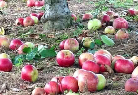 Photo of Apples (Elswick NE4) #1
