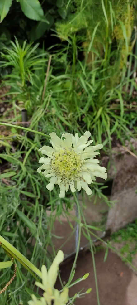 Photo of free Giant Scabius garden plant (Kimberley NG16) #2