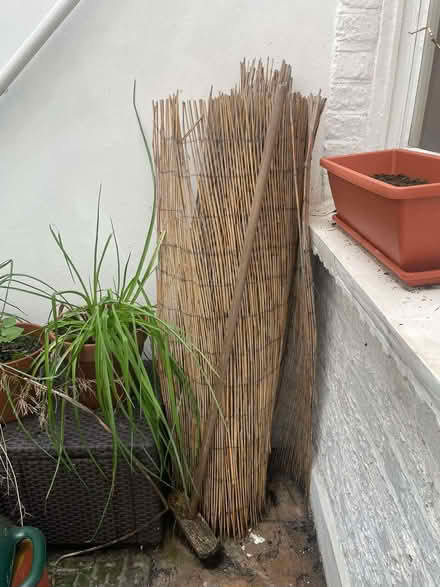 Photo of free Willow reed privacy screen (Richmond TW10) #1