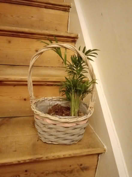 Photo of free Parlour Palm in a basket. (Kendal LA9) #1