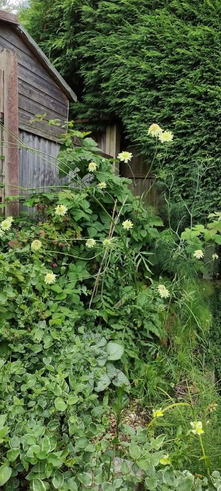 Photo of free Giant Scabius garden plant (Kimberley NG16) #1