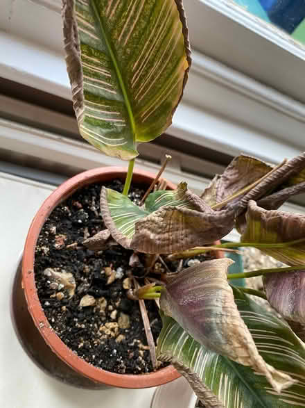 Photo of free Plants to save (Iffley OX4) #3