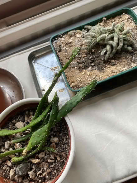 Photo of free Plants to save (Iffley OX4) #2