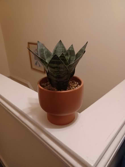 Photo of free Faux plant in a pot. (Kenilworth CV8) #1
