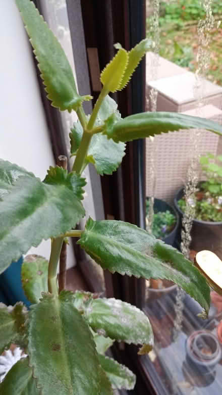 Photo of free Large plant (M21 chorlton) #2