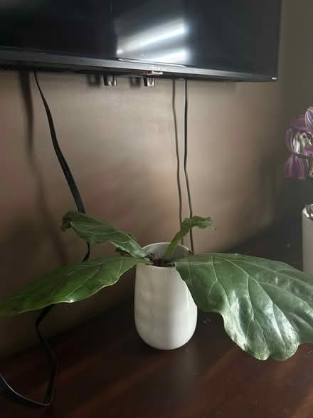 Photo of free Fig leaf plant (Mississauga road and wanless) #1