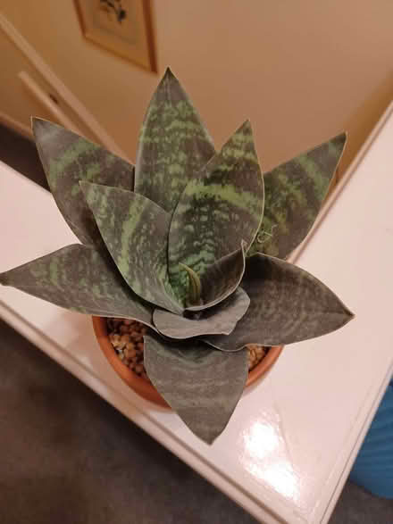 Photo of free Faux plant in a pot. (Kenilworth CV8) #3