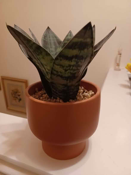 Photo of free Faux plant in a pot. (Kenilworth CV8) #2