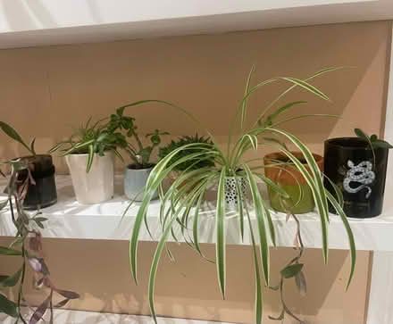 Photo of free Plants (N5 Highbury) #1