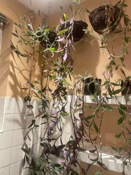 Photo of free Long plants with hanging baskets (N5 Highbury) #1