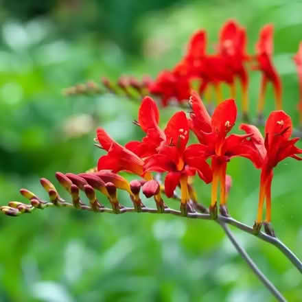 Photo of free Bulbs for Crocosmia Lucifer (AB39) #1